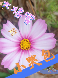 大将军的小哭包 封面