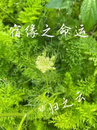 宿缘之命运 封面