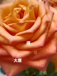 魂穿大唐 封面
