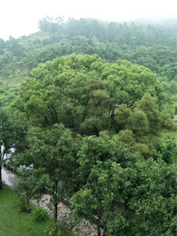 雨后青山 封面