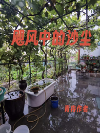 飓风中的沙尘 封面
