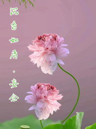 沉香如屑,妄念 封面